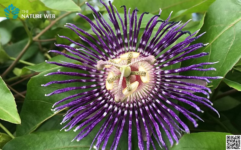 purple-passion-flower